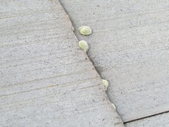 施工前 苔が発生した瓦