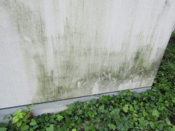 外壁に付着した苔