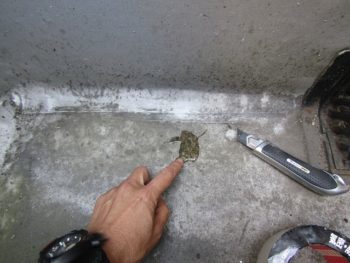 切ったら水が出てくる