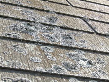 屋根の施工前、苔や藻が生えている