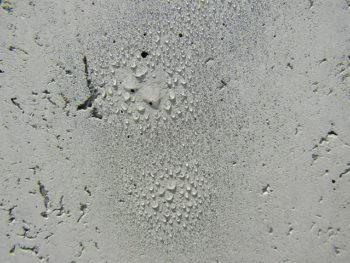 コンクリートの撥水性を確かめた