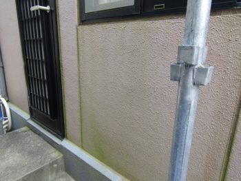 外壁に生えたコケ