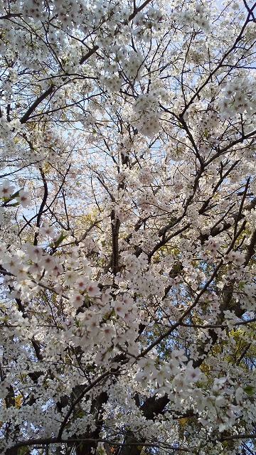 満開の桜