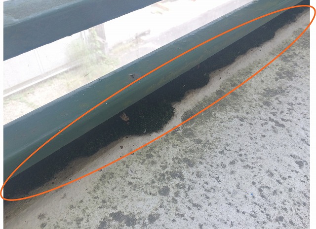 モコモコの苔がびっしり生えている