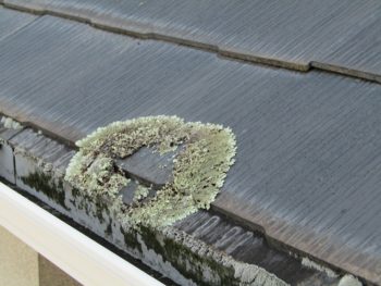 藻がついている