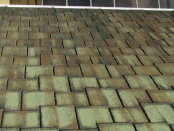 屋根に苔がたくさん