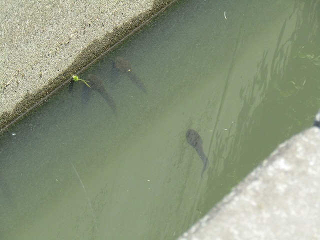 大きいおたまじゃくし