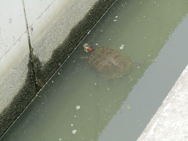用水路に住むカメ