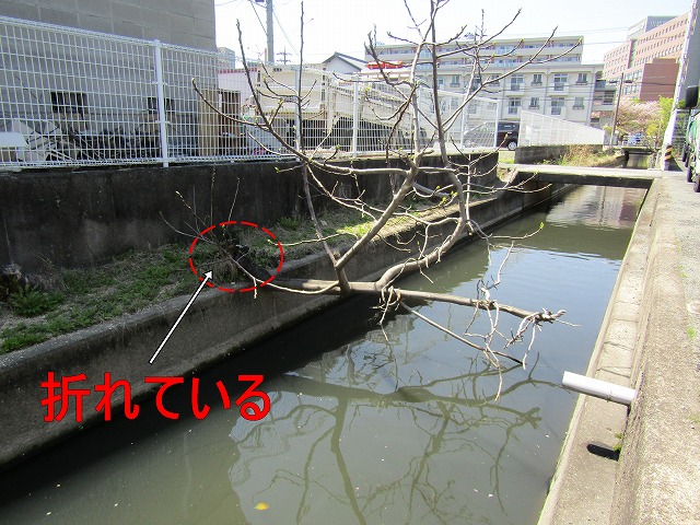 折れてても生きている木