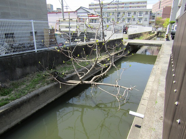 葉っぱが大きくなっている