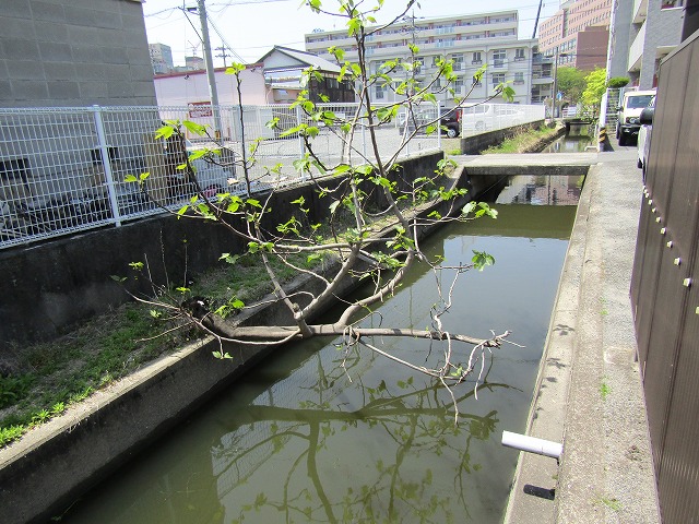 葉っぱが大きなっている