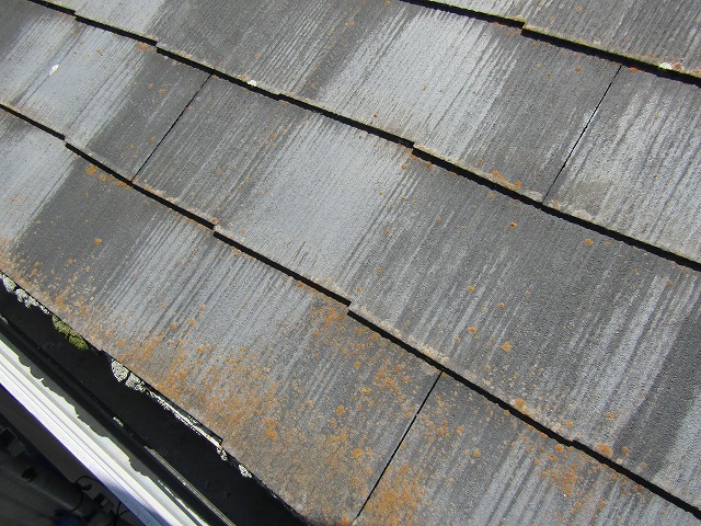 北側はコケや藻が発生