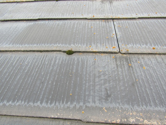 屋根に苔が生えている