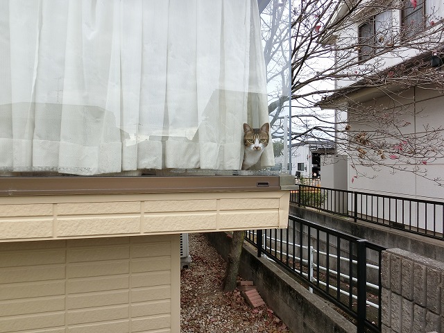 出窓のネコちゃん