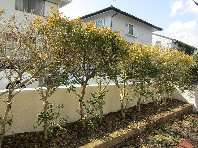 塀の裏側　剪定した箇所