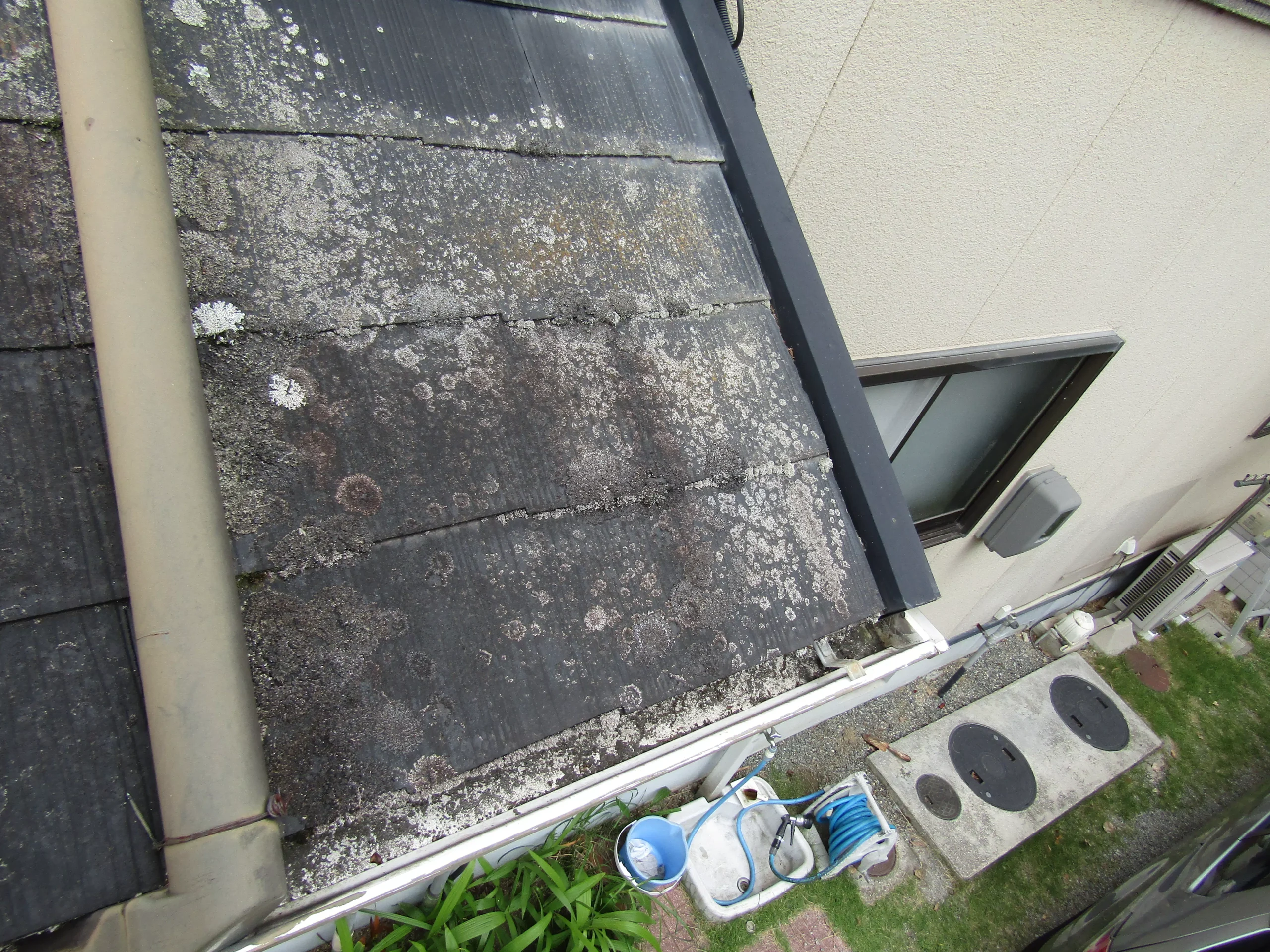 鳥のフンが落ちたところにコケ