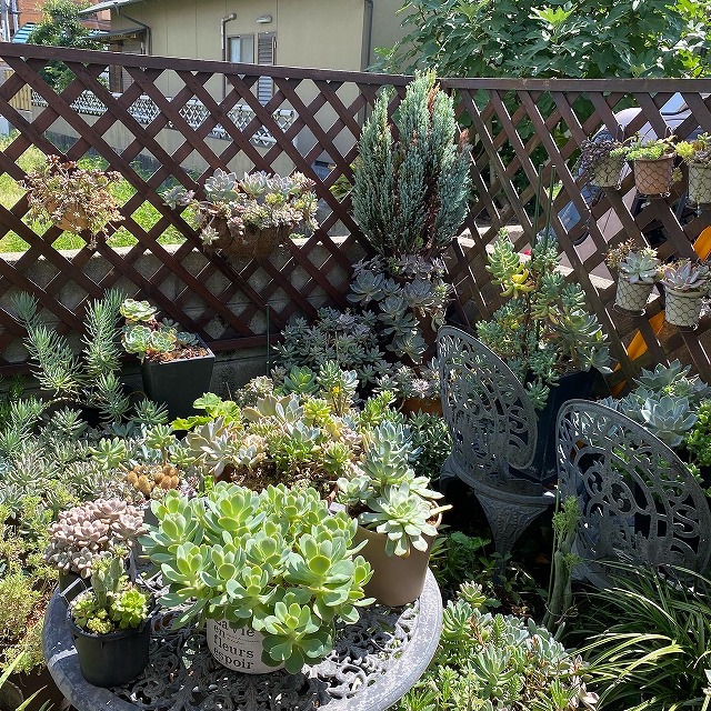 多肉植物がたくさんのお庭