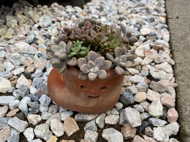 かわいい寄せ植え