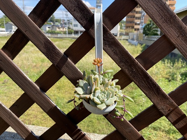 かわいい寄せ植え