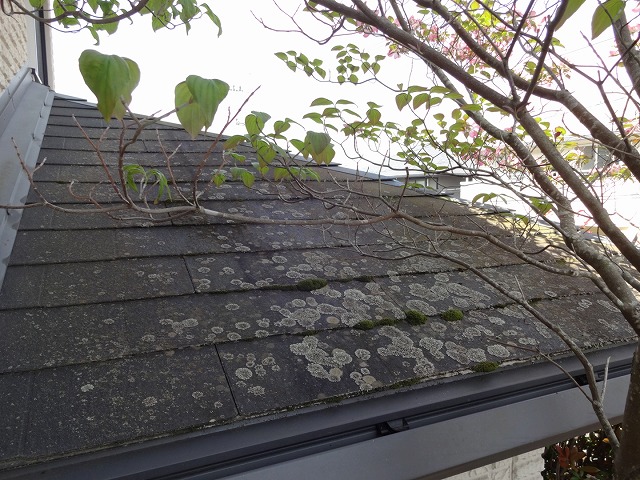 屋根の北側はコケがたくさん