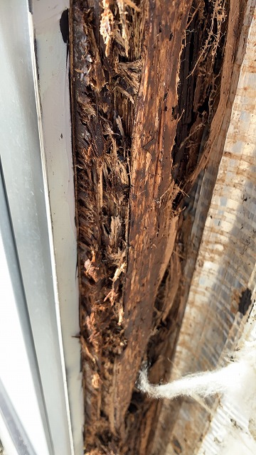 シロアリの被害