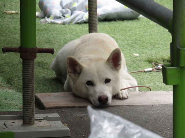 家を守るワンちゃん