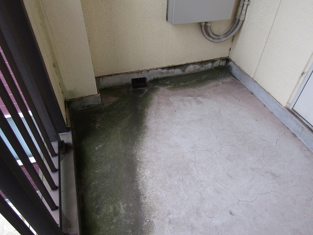 共有廊下のコケ