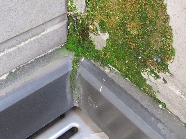 ベランダに生えたコケや藻