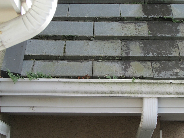 樋に草が生えている