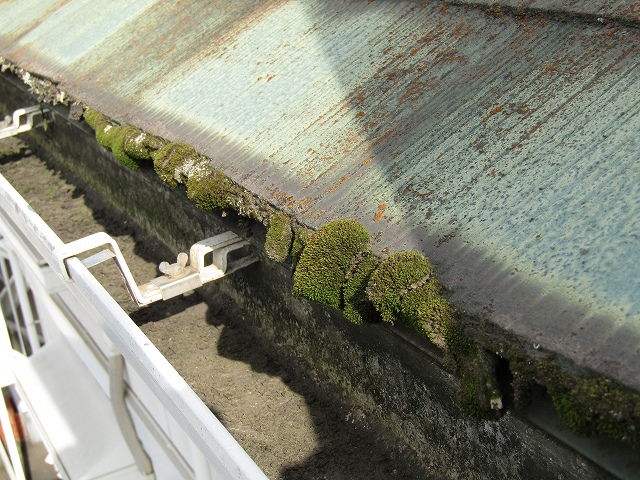 屋根のコケ